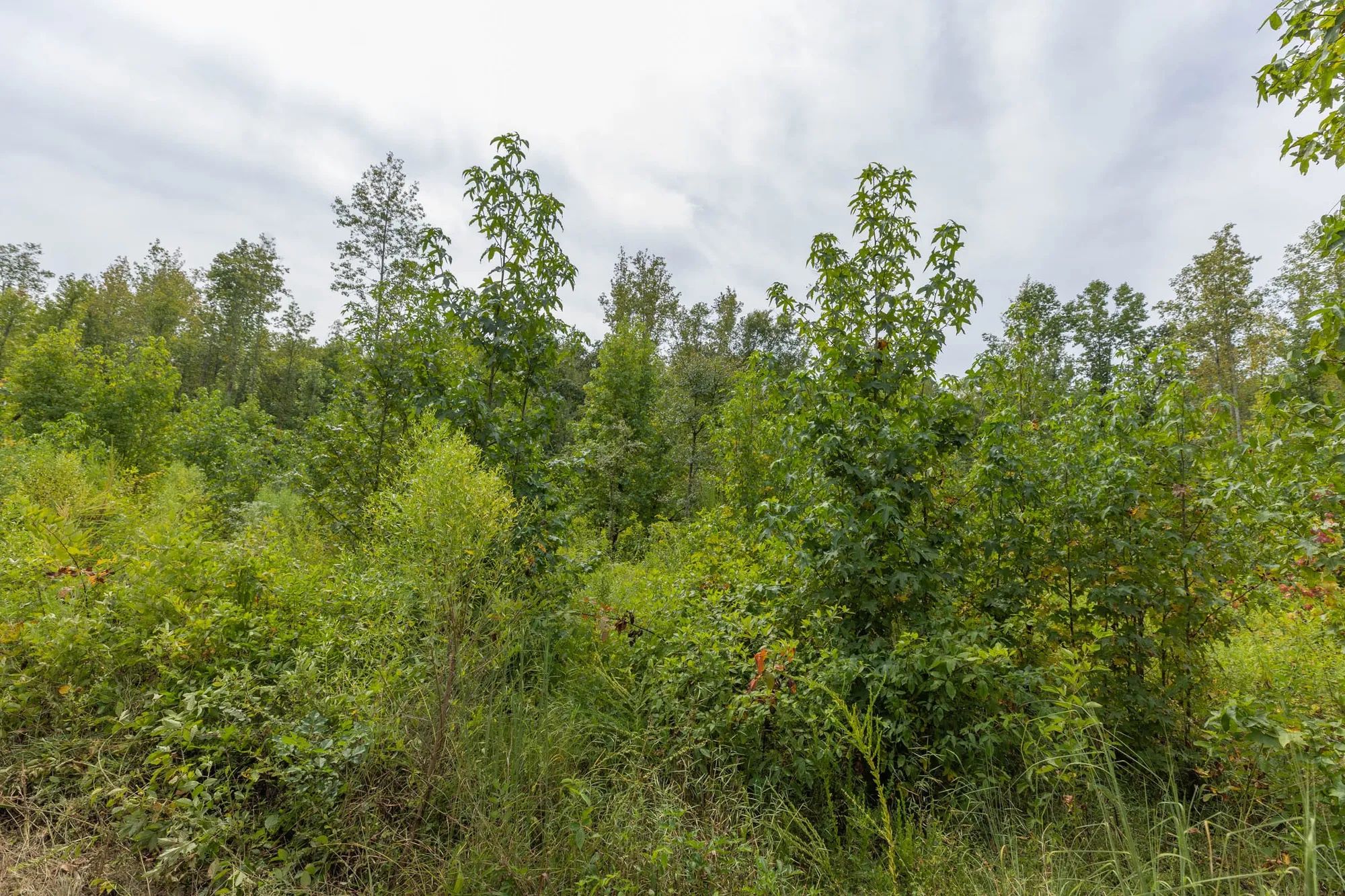 Big White Oak Tract 126 in Perry County, TN