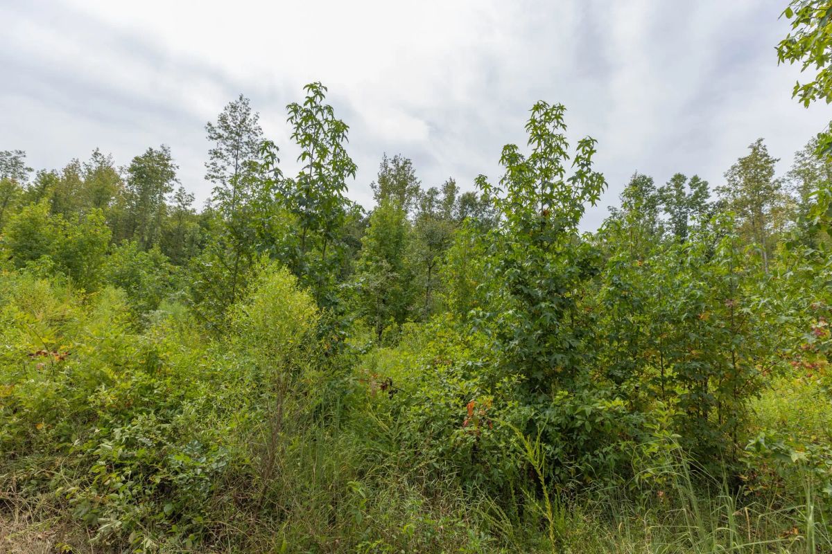Big White Oak Tract 126 - Image 2