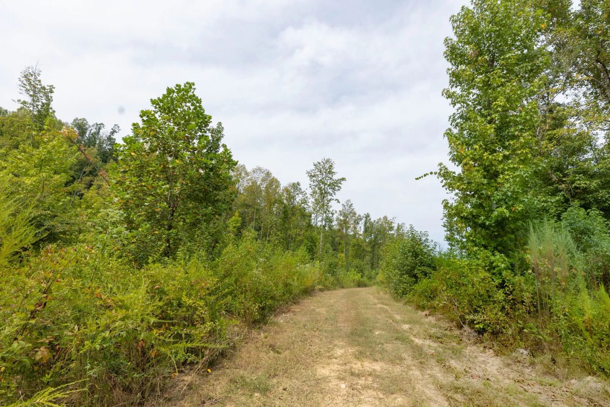 Big White Oak Tract 126 - Image 3