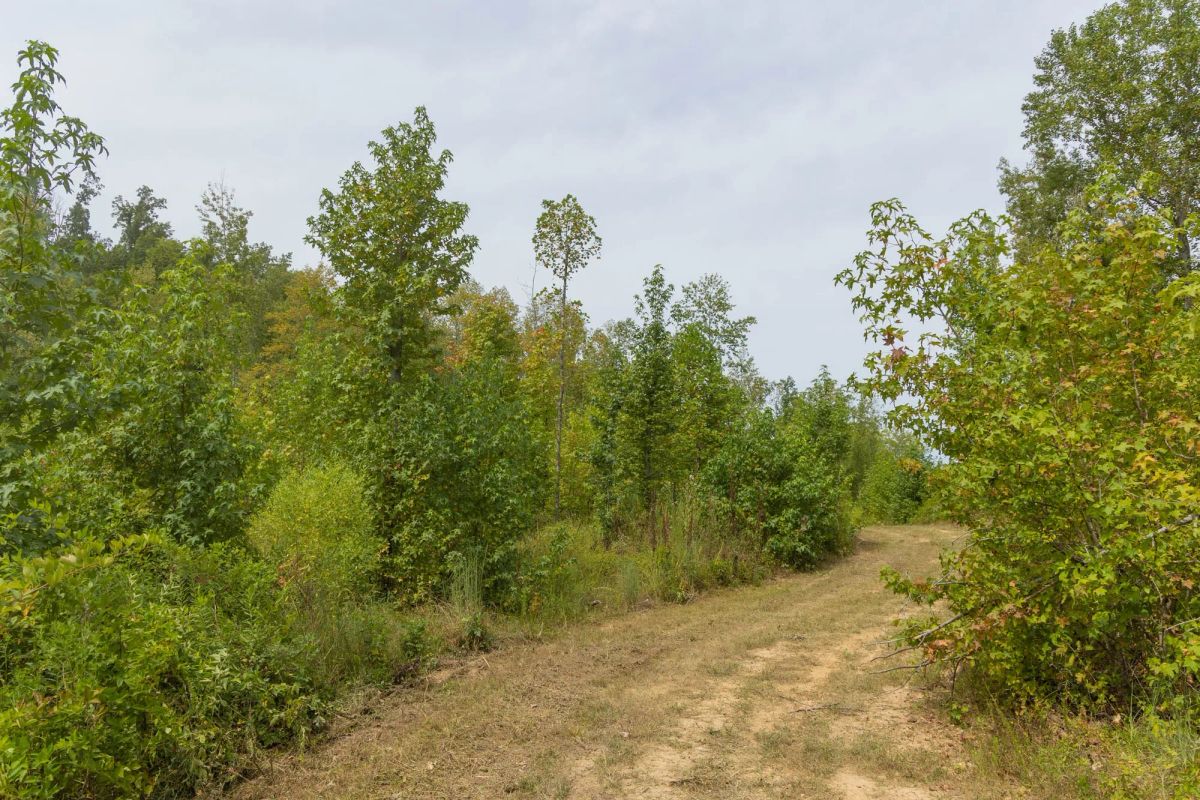 Decorative background for Big White Oak Tract 126 image 5