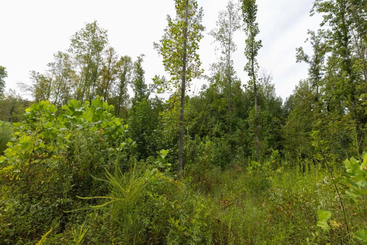 Decorative background for Big White Oak Tract 126 image 6