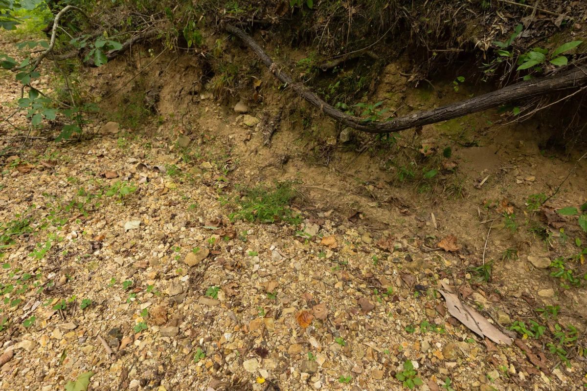 Decorative background for Big White Oak Tract 126 image 7
