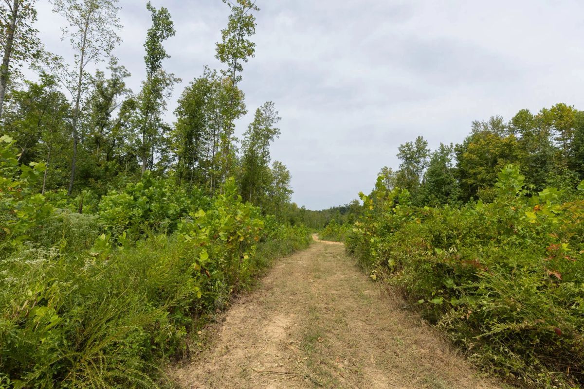 Decorative background for Big White Oak Tract 126 image 9
