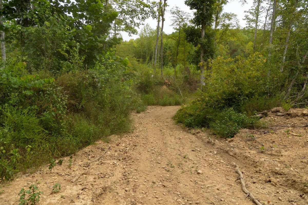Decorative background for Big White Oak Tract 126 image 10