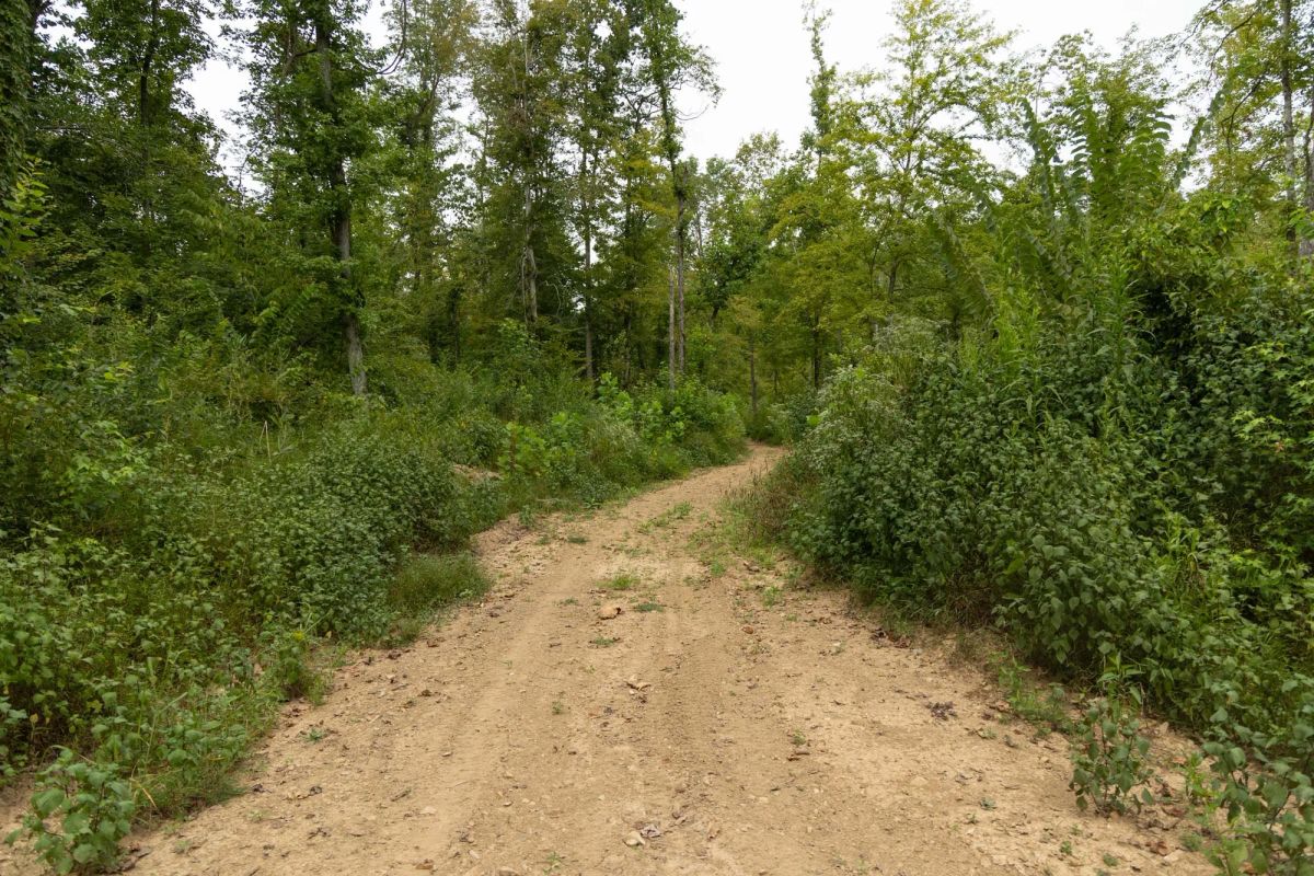 Decorative background for Big White Oak Tract 126 image 11