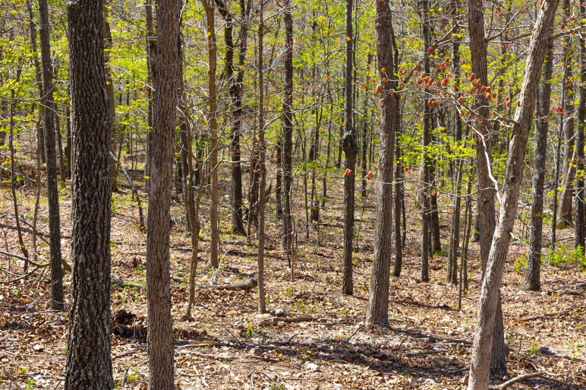 Lazybrook Tract 3 - Image 3