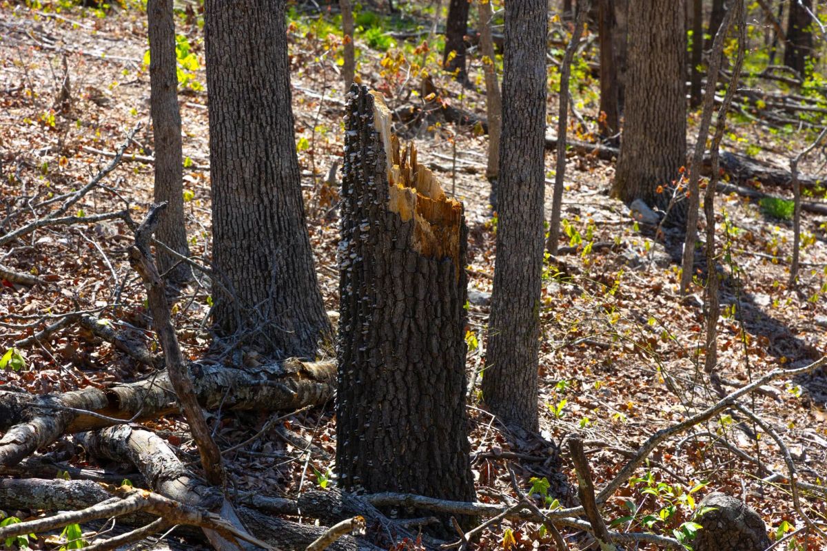 Decorative background for Lazybrook Tract 3 image 5