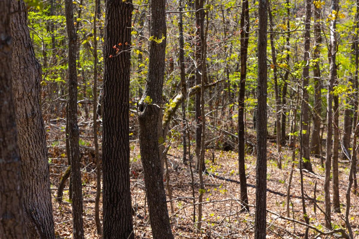 Decorative background for Lazybrook Tract 3 image 6