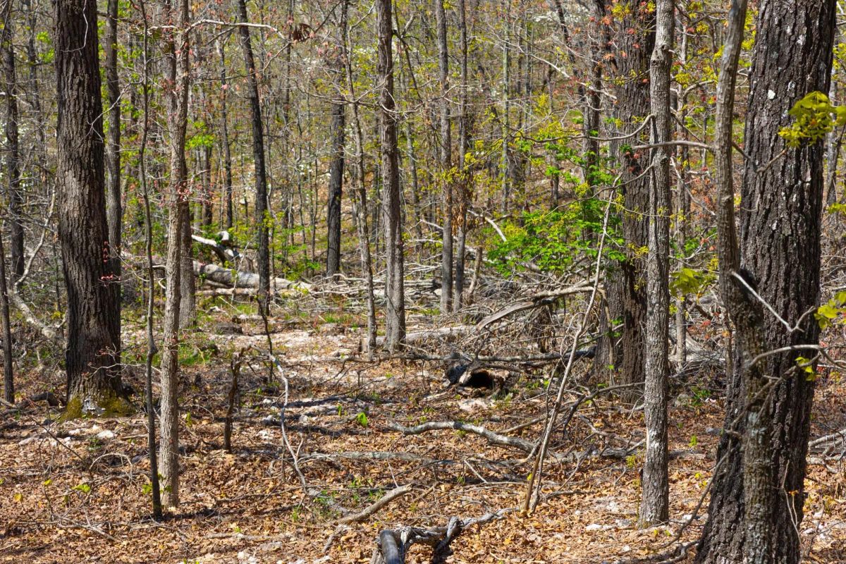 Decorative background for Lazybrook Tract 3 image 7