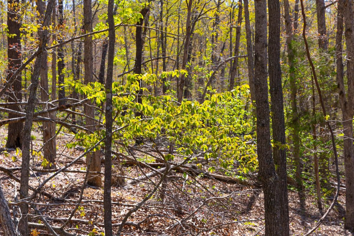 Decorative background for Lazybrook Tract 3 image 8