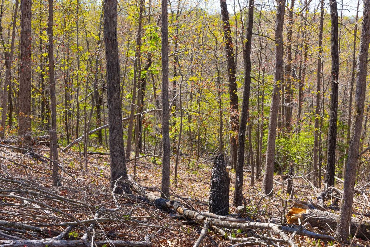 Decorative background for Lazybrook Tract 3 image 10