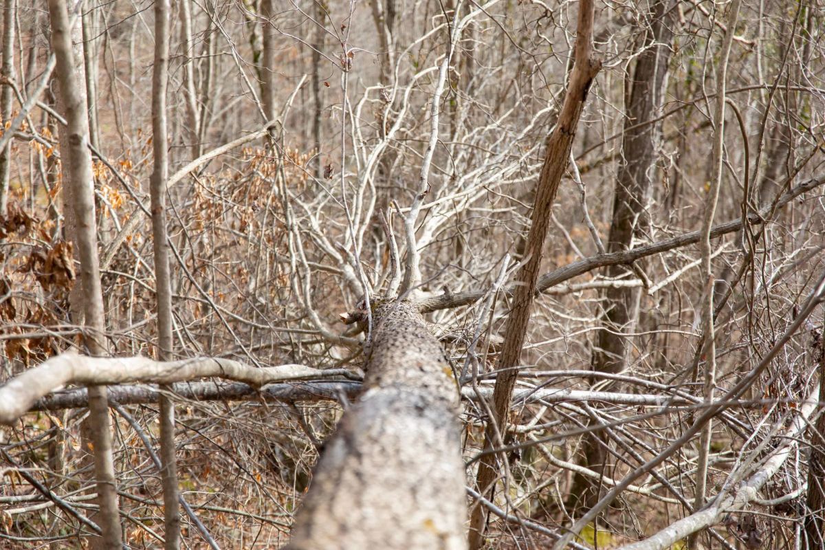 Decorative background for Blackstone Mountain Phase I Tract 27 image 6