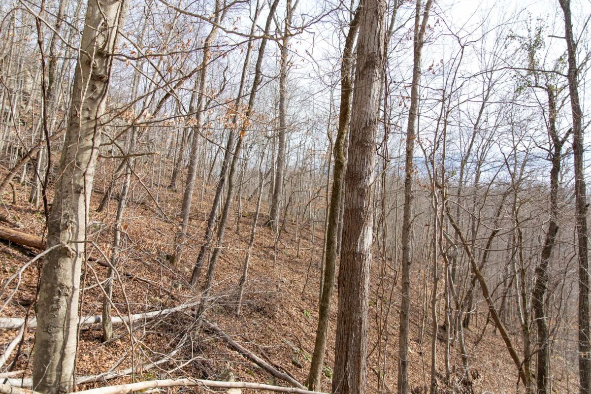Decorative background for Blackstone Mountain Phase I Tract 27 image 11