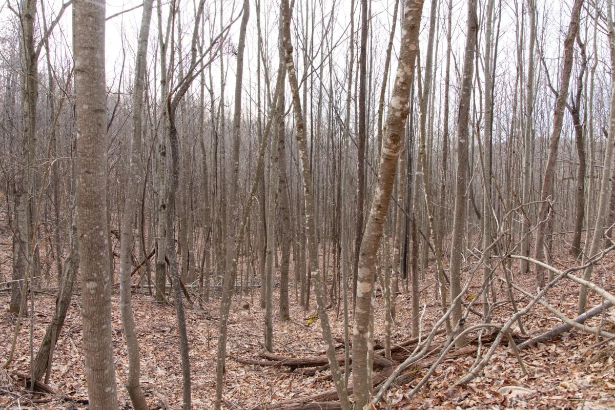 Decorative background for Blackstone Mountain Phase I Tract 27 image 13