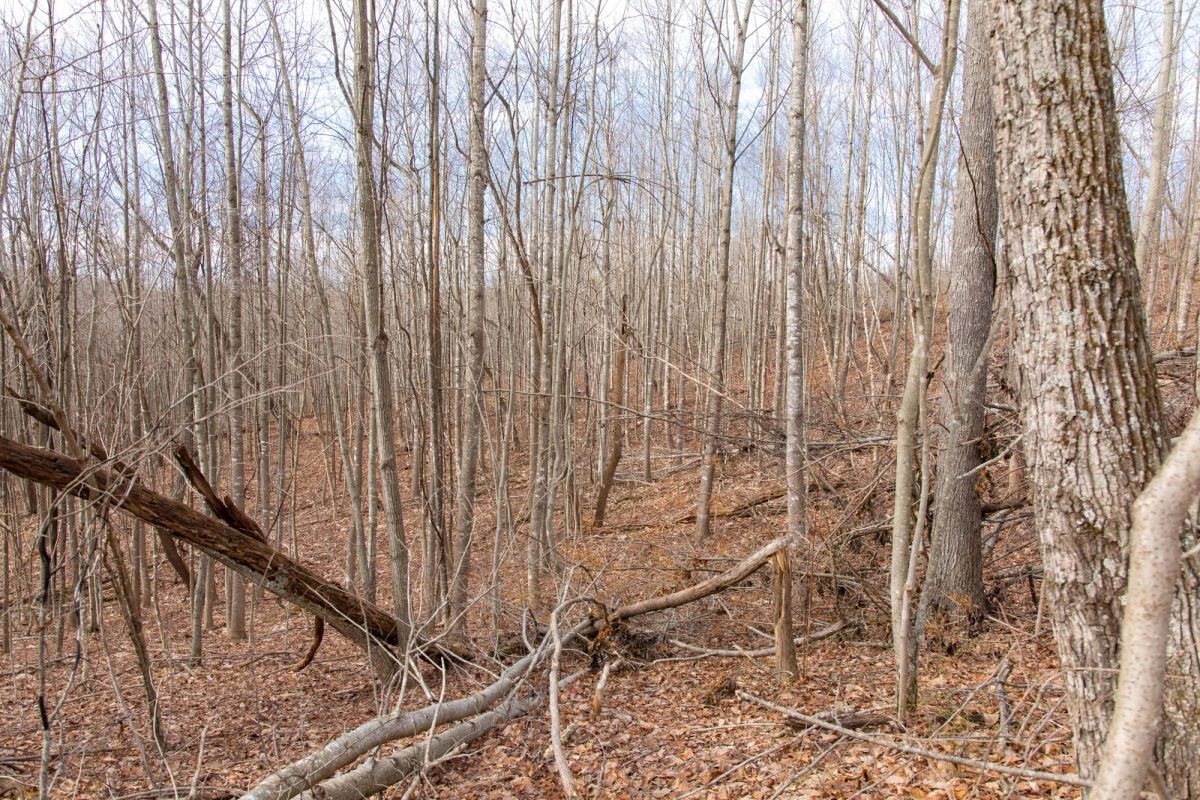 Decorative background for Blackstone Mountain Phase I Tract 27 image 14