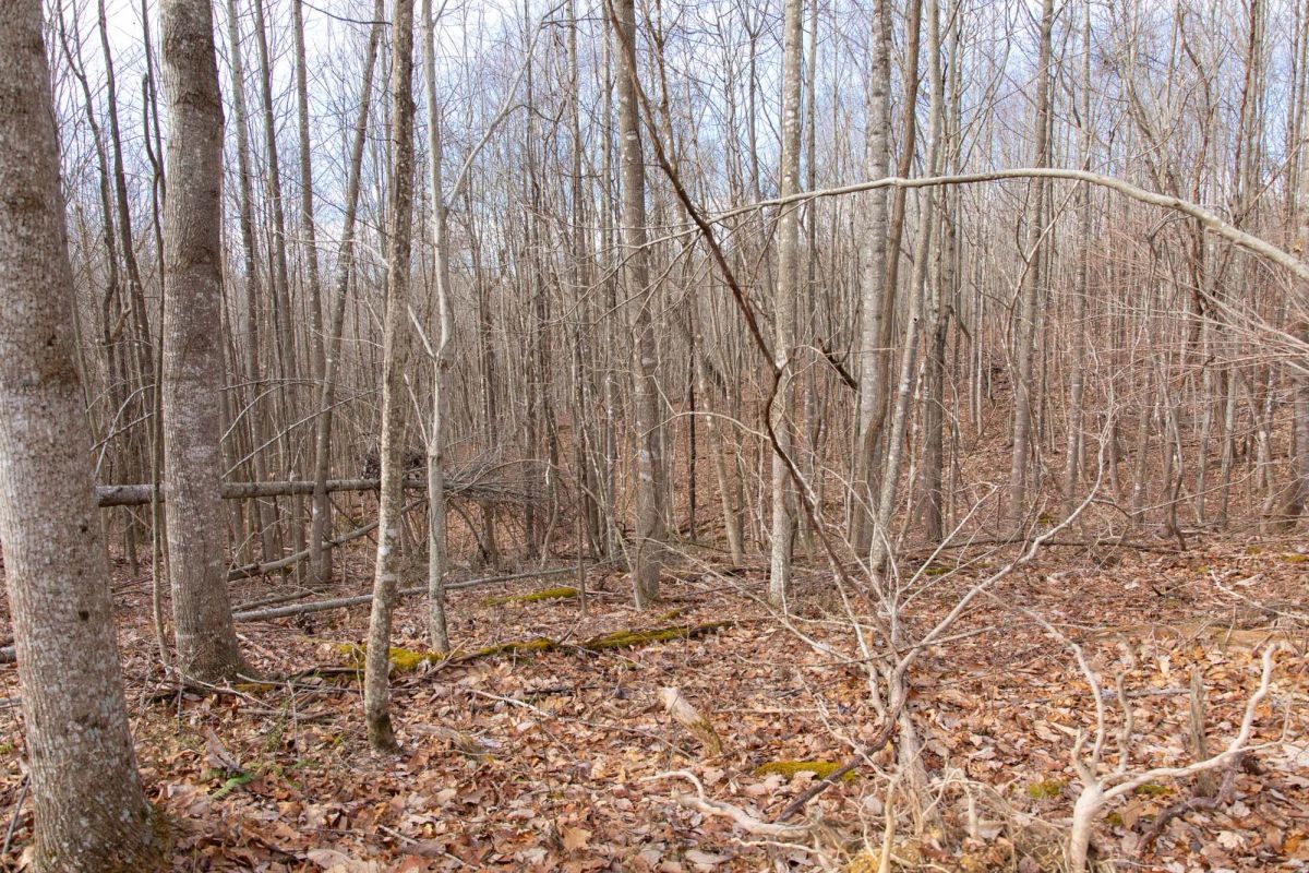 Decorative background for Blackstone Mountain Phase I Tract 27 image 15