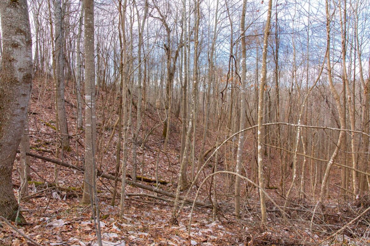 Decorative background for Blackstone Mountain Phase I Tract 27 image 17