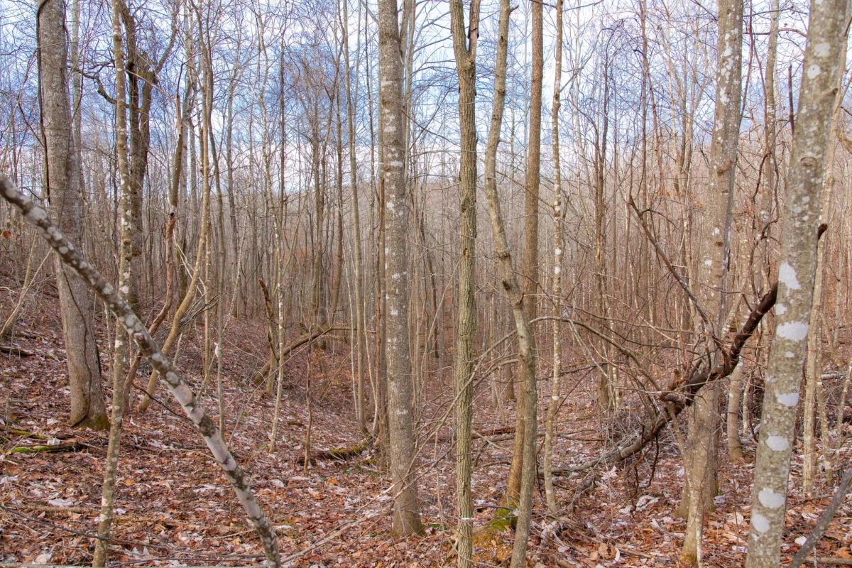 Decorative background for Blackstone Mountain Phase I Tract 27 image 18