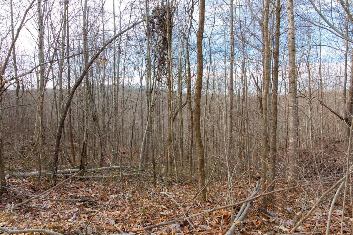 Decorative background for Blackstone Mountain Phase I Tract 27 image 20
