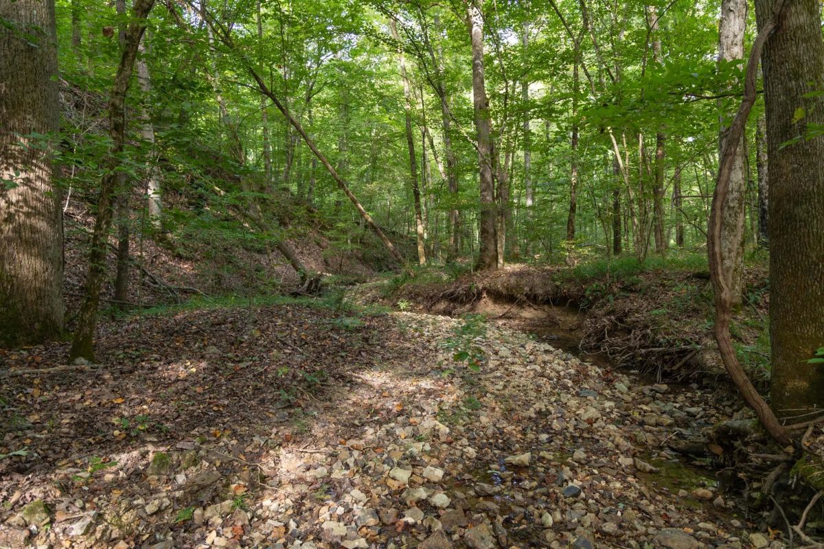Big White Oak Tract 25 - Image 2
