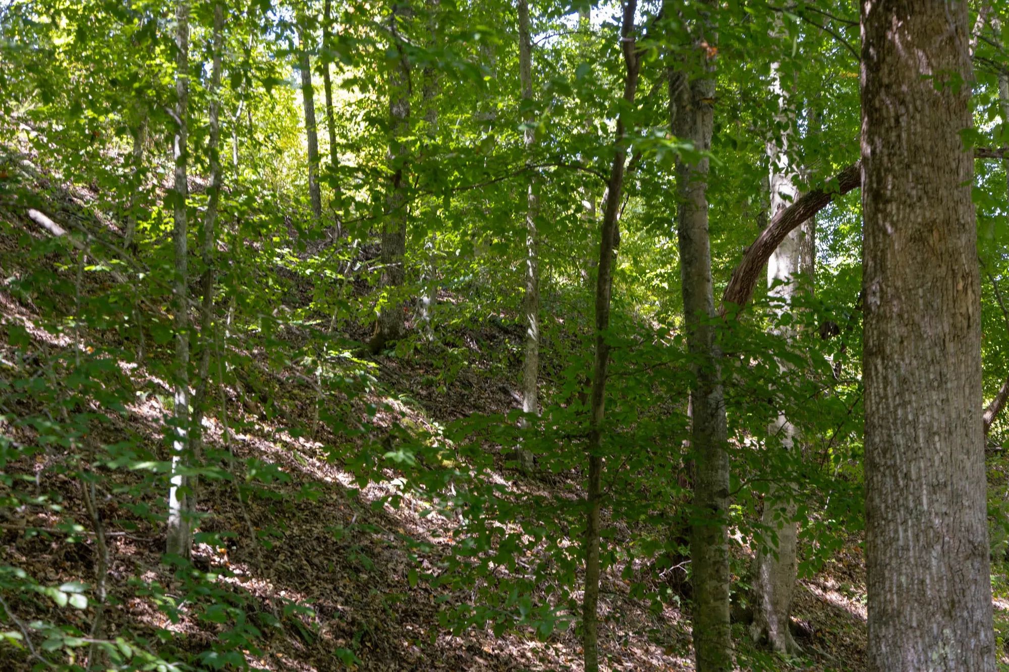 Big White Oak Tract 25 in Perry County, TN