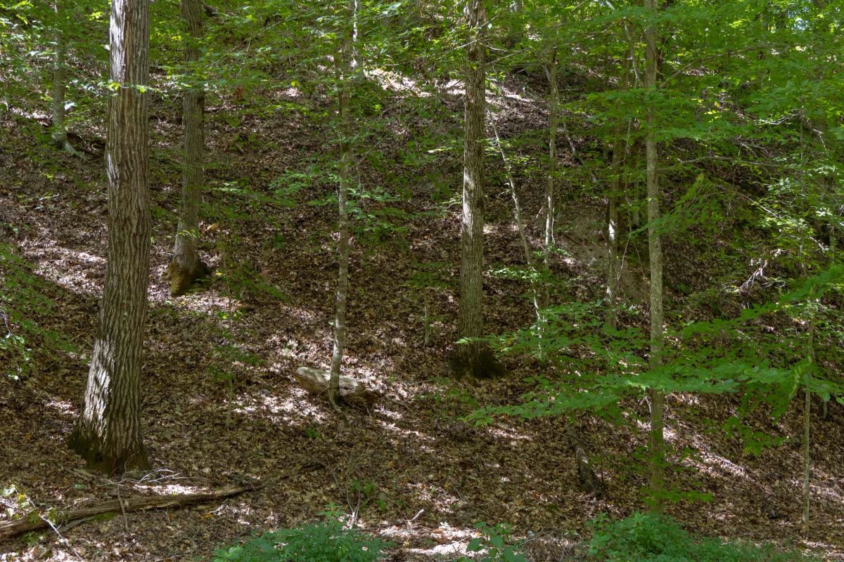 Decorative background for Big White Oak Tract 25 image 5