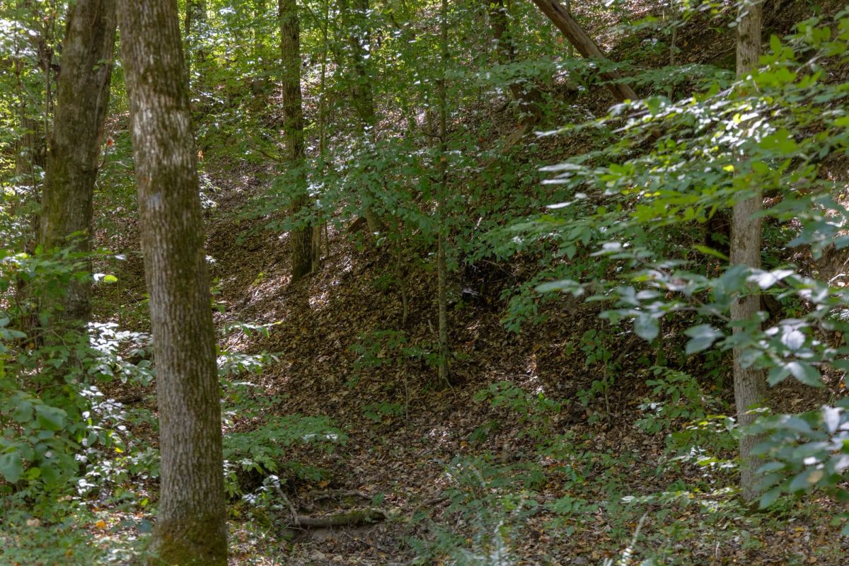 Decorative background for Big White Oak Tract 25 image 7
