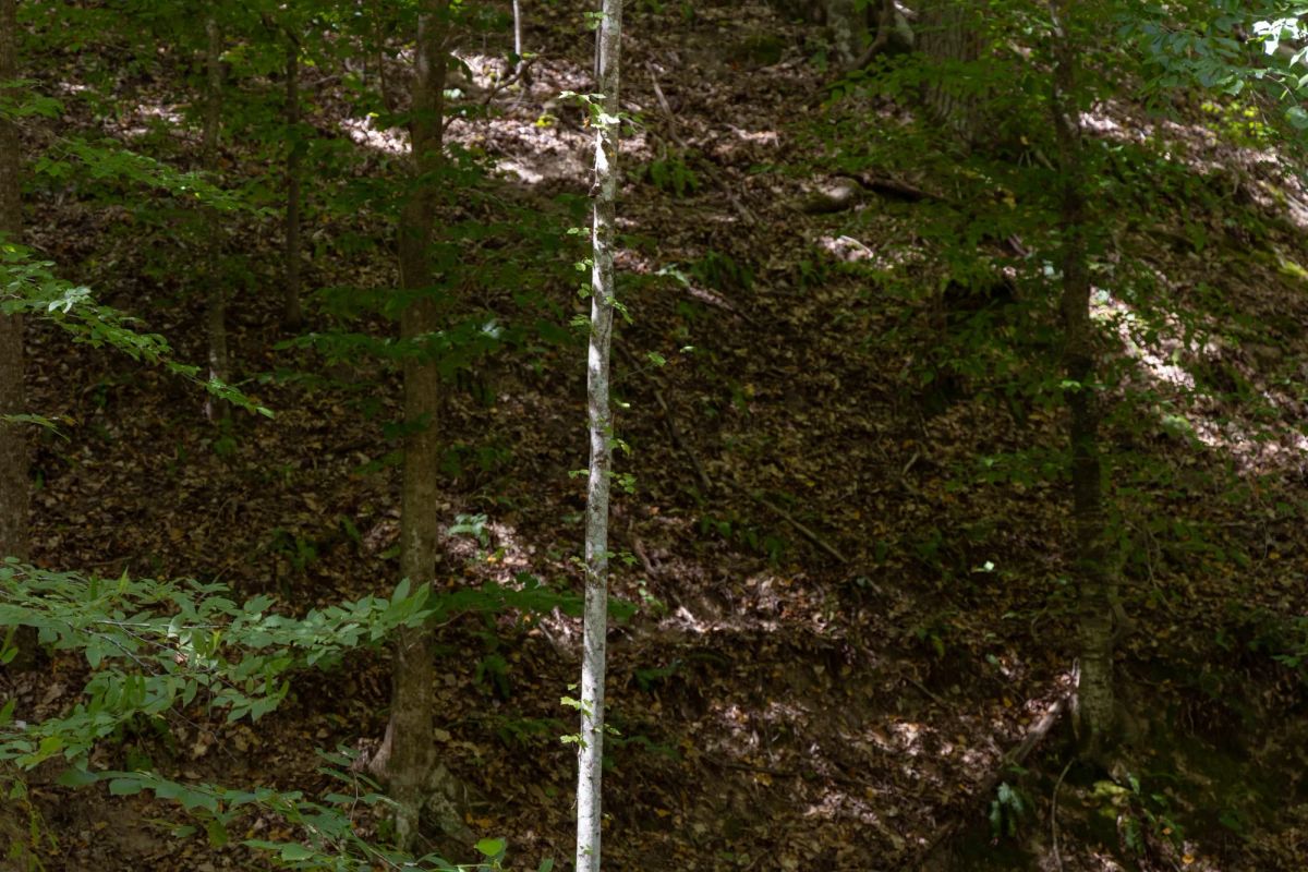 Decorative background for Big White Oak Tract 25 image 9
