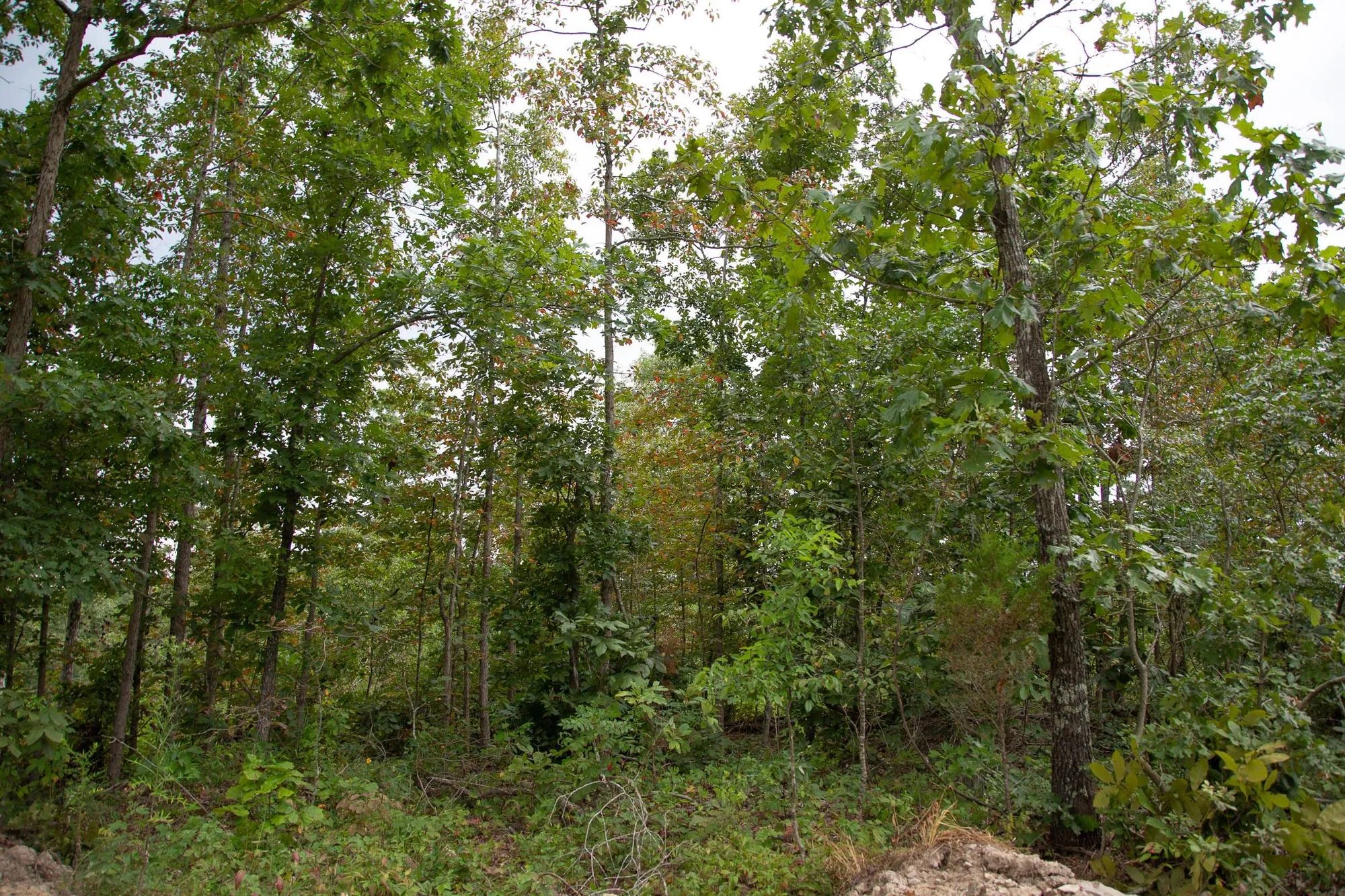 Borgmann’s Hollow Phase II Tract 36 in Shannon County, MO