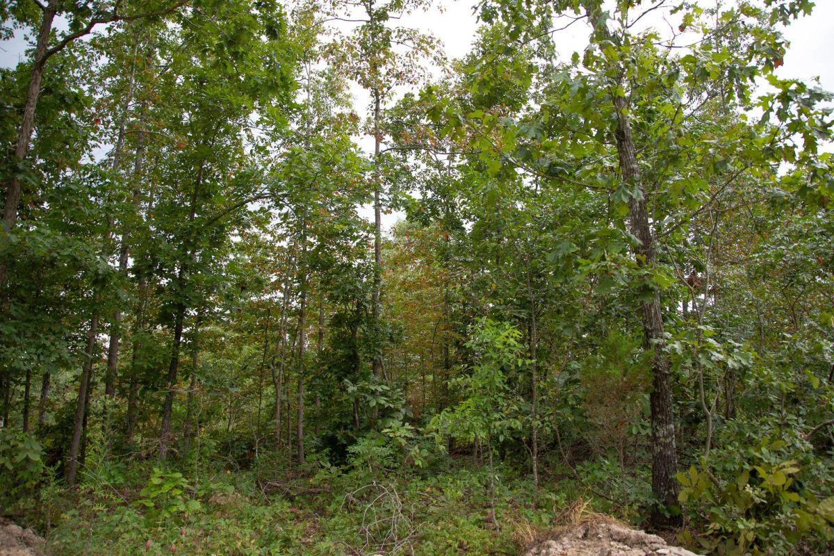 Borgmann’s Hollow Phase II Tract 36 - Main image
