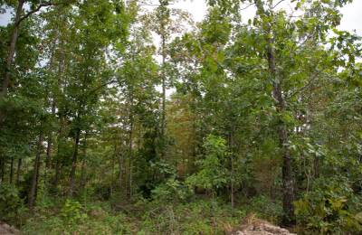 Borgmann’s Hollow Phase II Tract 36
