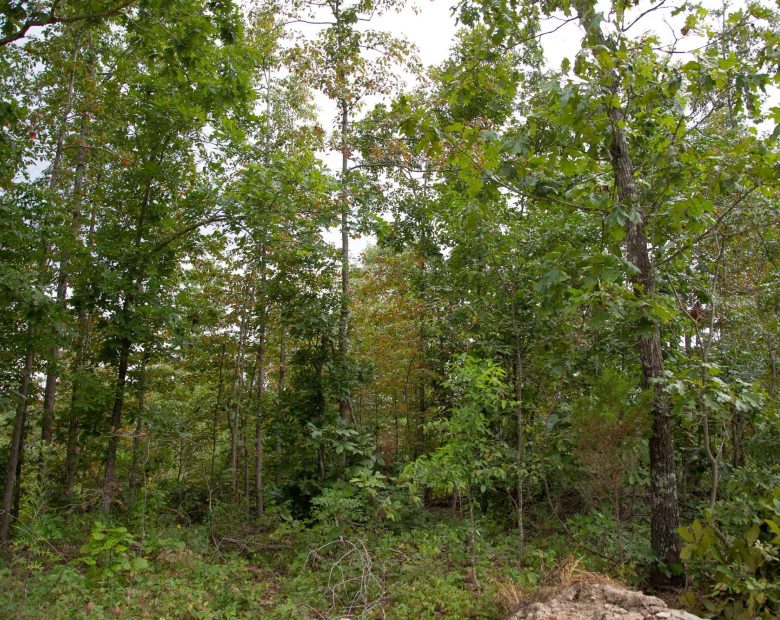 Borgmann’s Hollow Phase II Tract 36 in Shannon County, MO