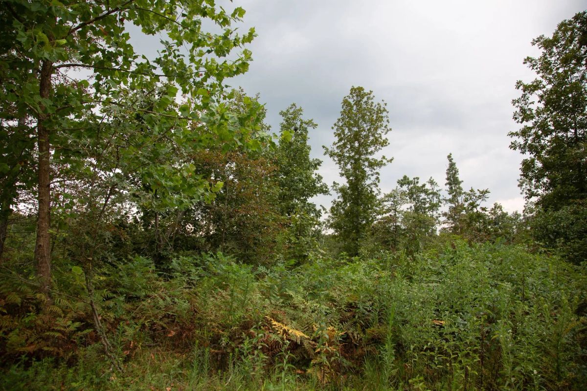 Borgmann’s Hollow Phase II Tract 36 - Image 2