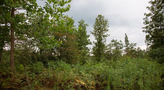 Borgmann’s Hollow Phase II Tract 36 in Shannon County, MO