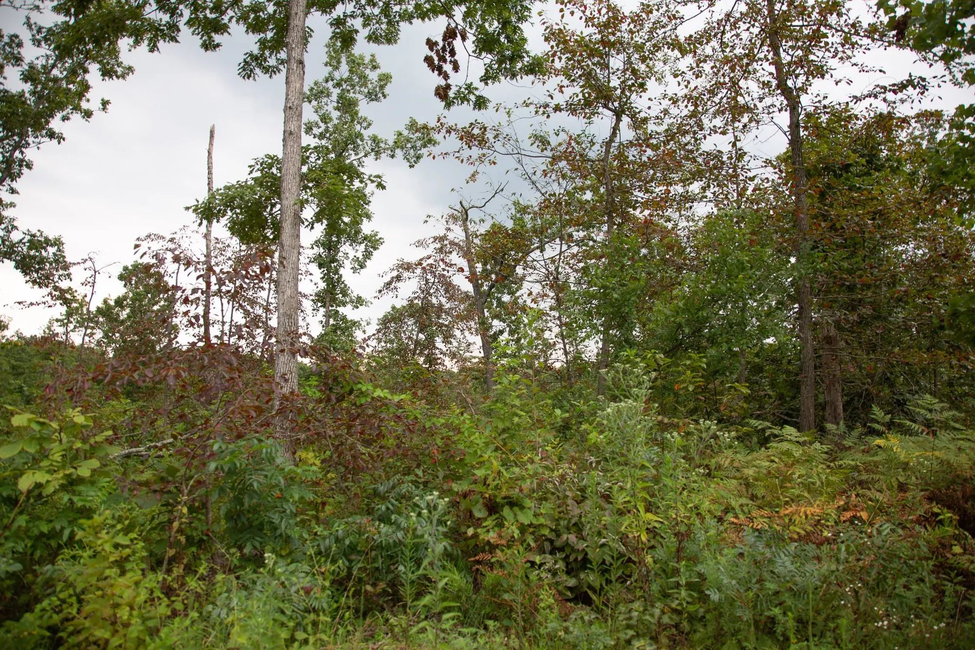 Borgmann’s Hollow Phase II Tract 36 in Shannon County, MO