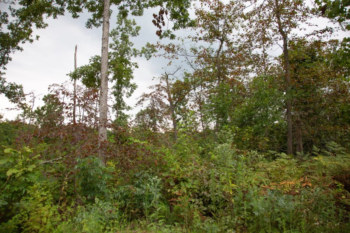 Borgmann’s Hollow Phase II Tract 36 - Image 3