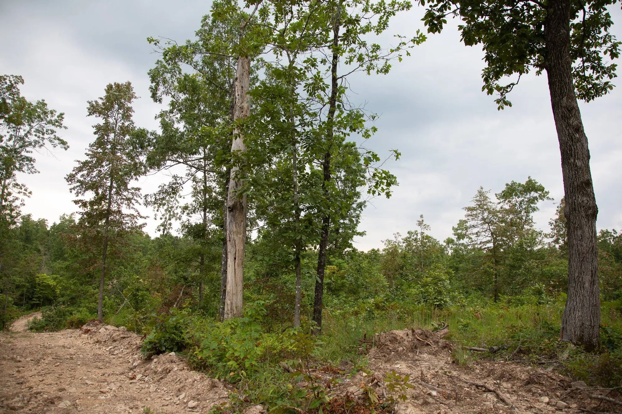 Borgmann’s Hollow Phase II Tract 36 in Shannon County, MO