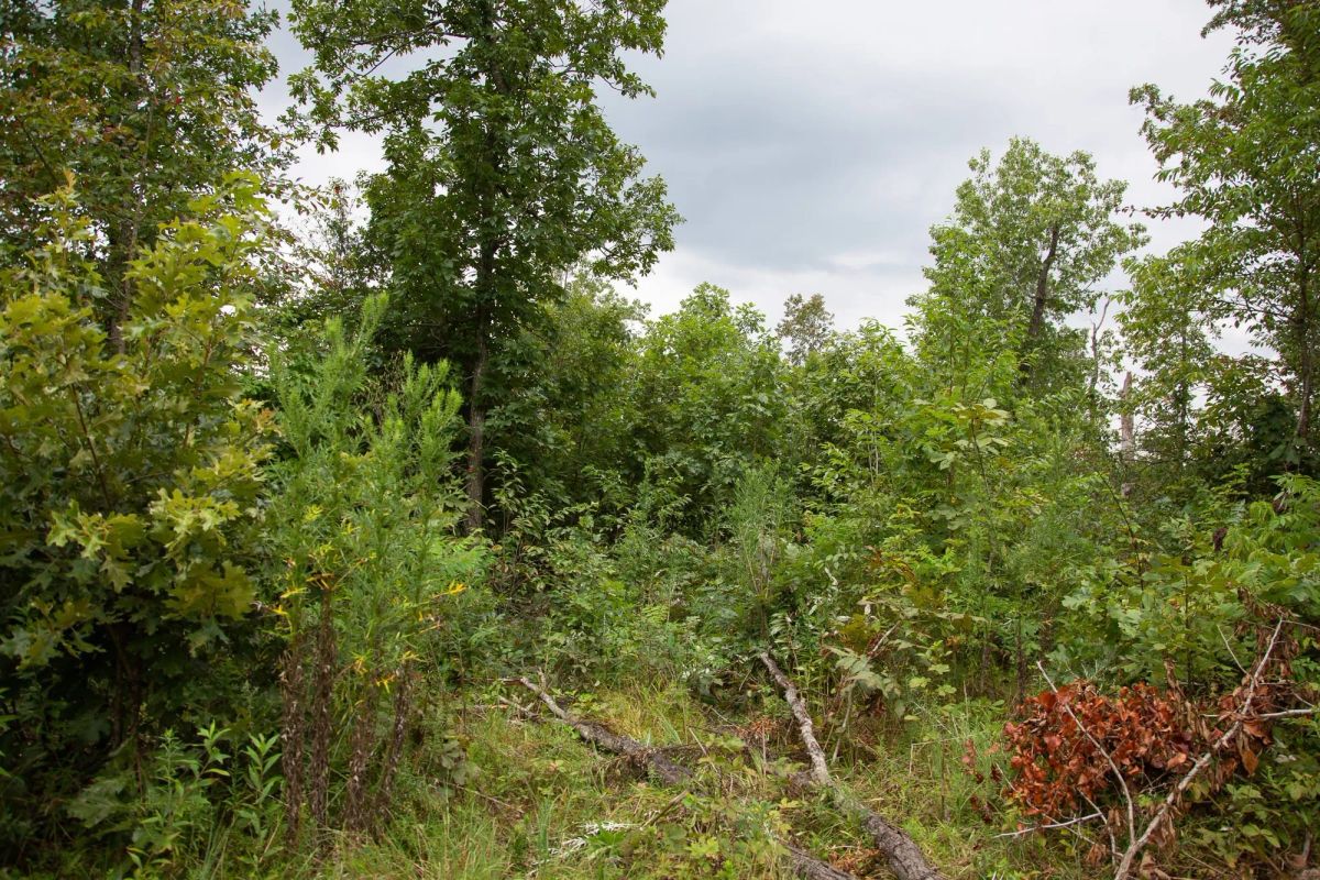 Decorative background for Borgmann’s Hollow Phase II Tract 36 image 5