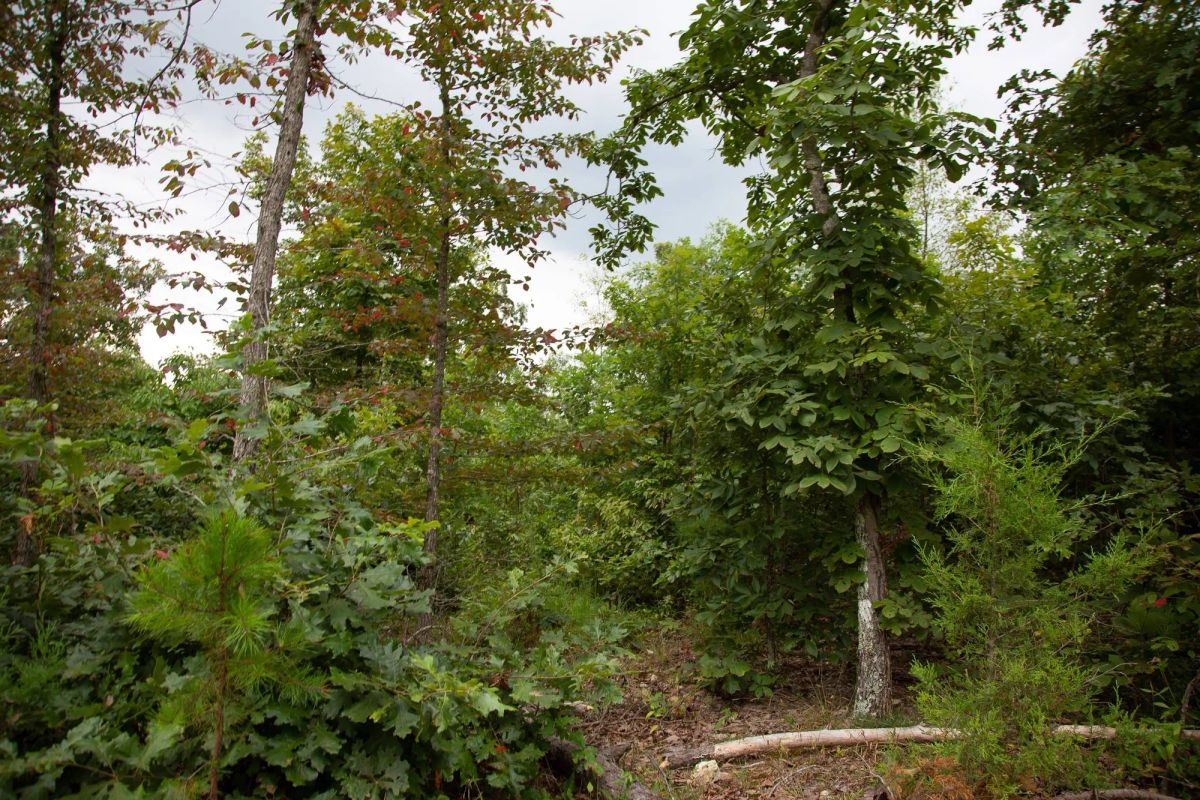 Decorative background for Borgmann’s Hollow Phase II Tract 36 image 6