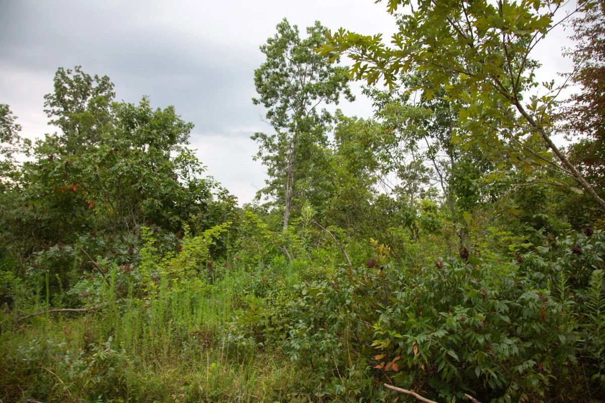 Decorative background for Borgmann’s Hollow Phase II Tract 36 image 7