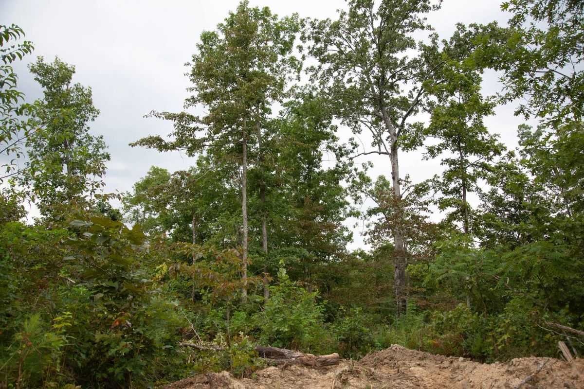 Decorative background for Borgmann’s Hollow Phase II Tract 36 image 8
