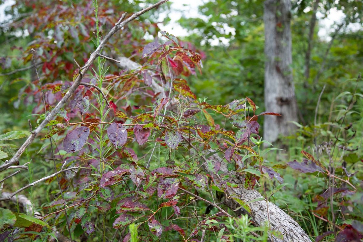 Decorative background for Borgmann’s Hollow Phase II Tract 36 image 9