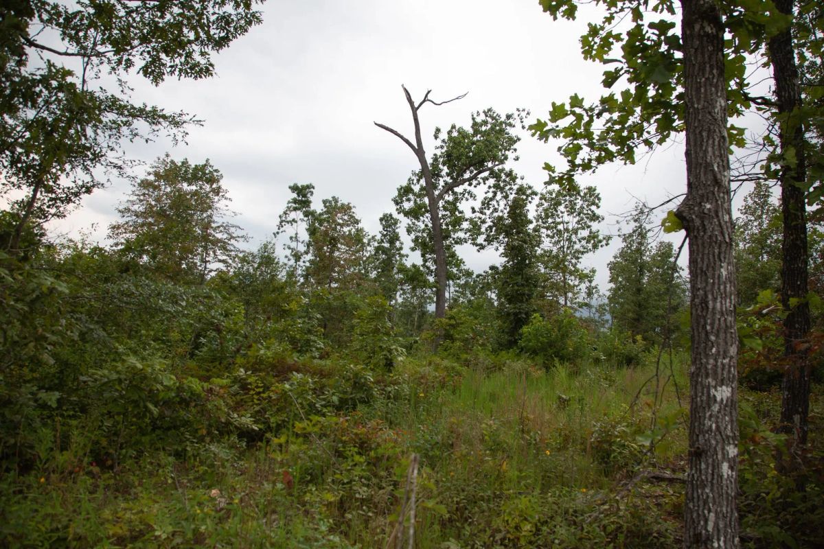 Decorative background for Borgmann’s Hollow Phase II Tract 36 image 11