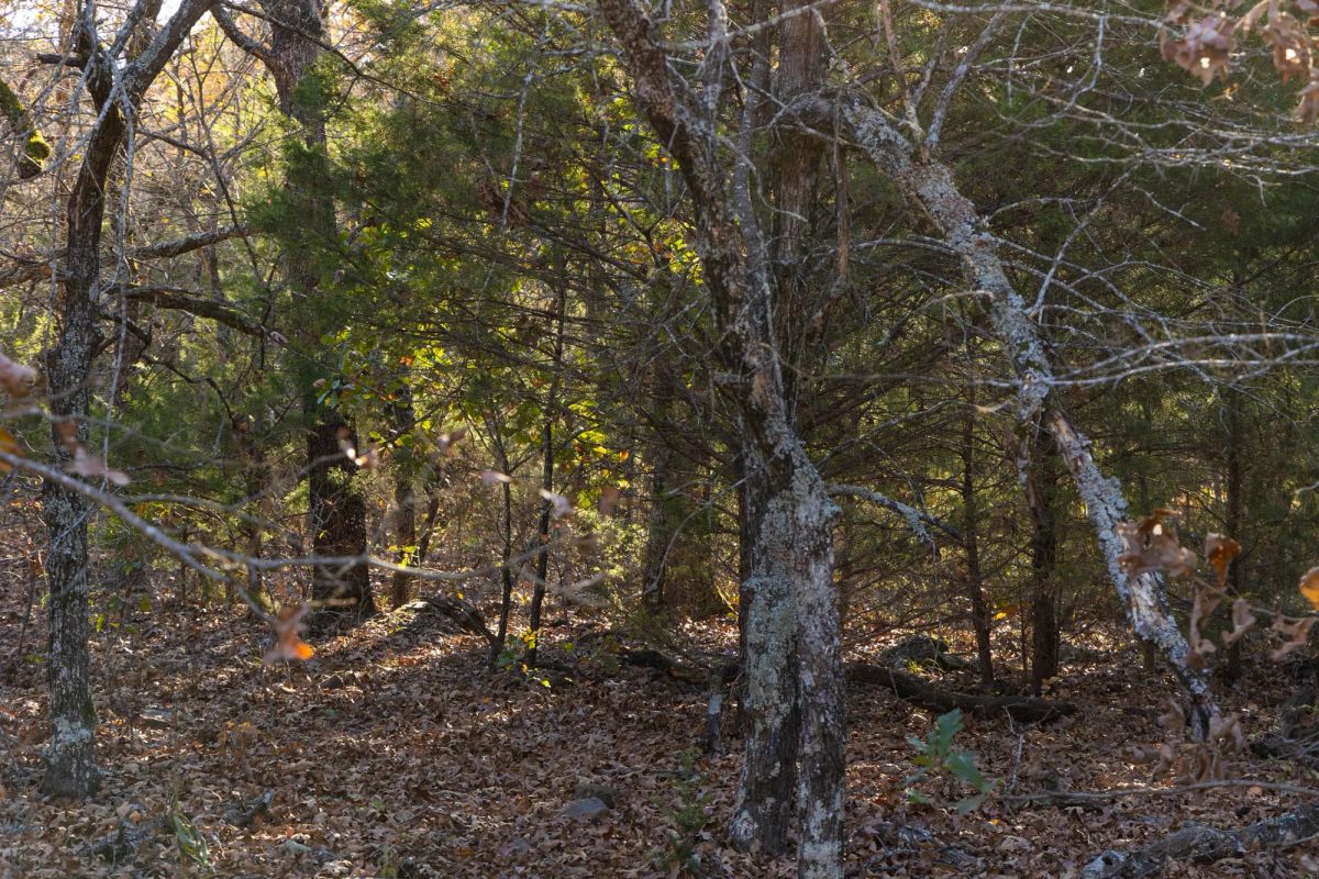 Decorative background for Harmony Hills Tract 51 image 5
