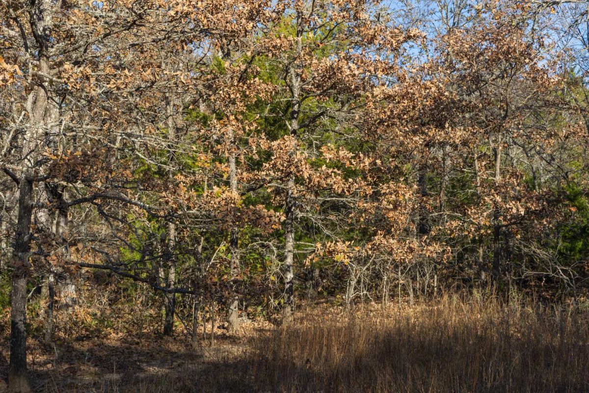 Decorative background for Harmony Hills Tract 51 image 7