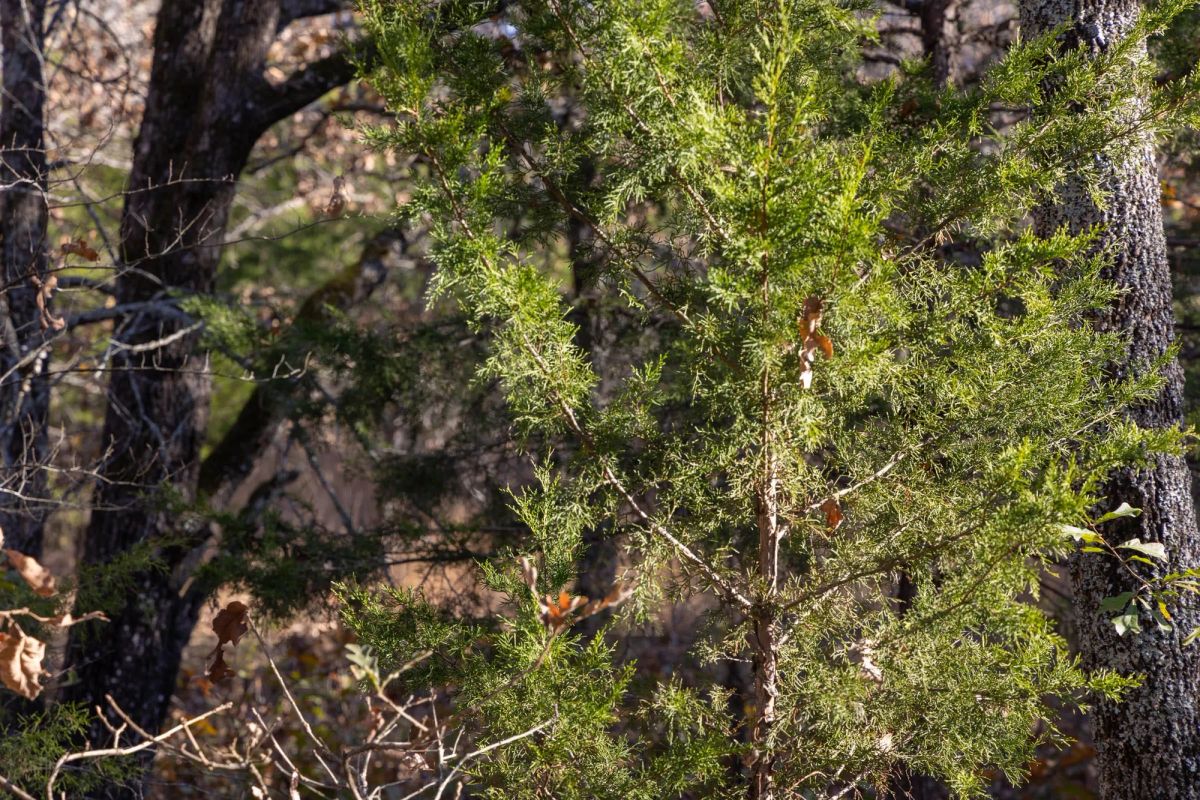 Decorative background for Harmony Hills Tract 51 image 10