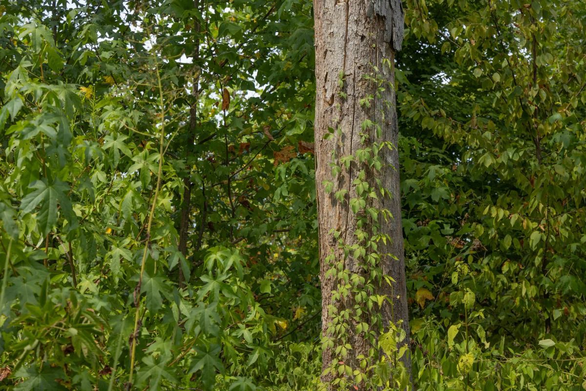 Big White Oak Tract 77 - Image 2