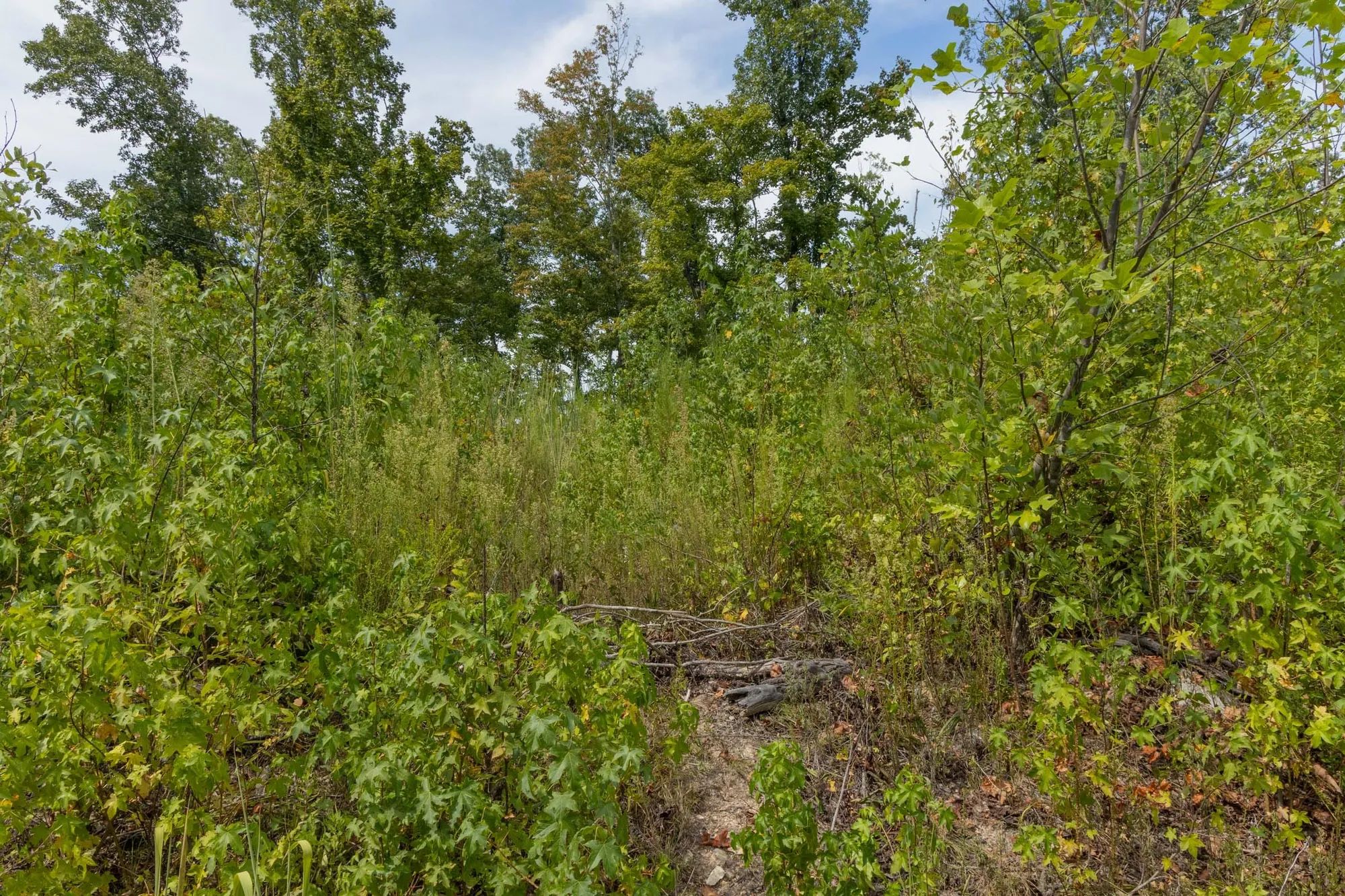 Big White Oak Tract 77 in Perry County, TN