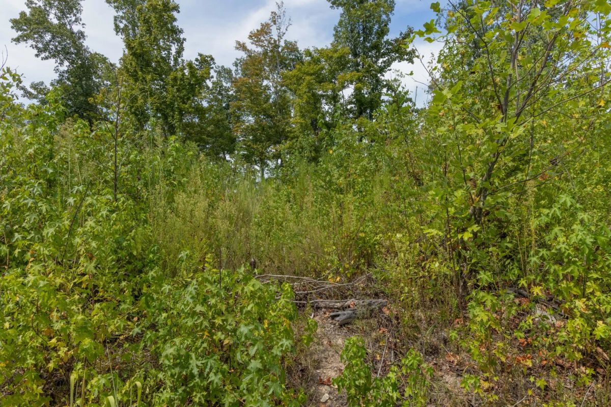 Big White Oak Tract 77 - Image 3