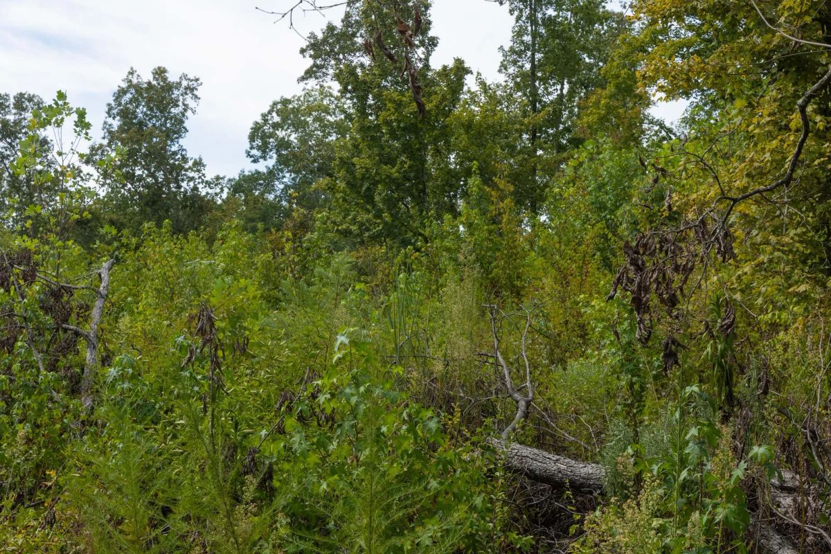 Decorative background for Big White Oak Tract 77 image 5